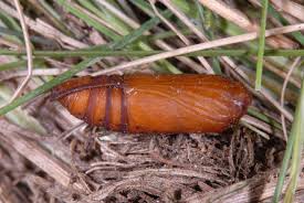 Attēlu rezultāti vaicājumam “Calophasia lunula larva”