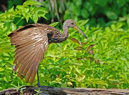Attēlu rezultāti vaicājumam “Gruiformes”
