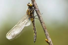 Attēlu rezultāti vaicājumam “Leucorrhinia rubicunda male”