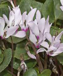 Image result for Cyclamen persicum
