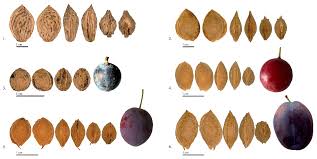 Attēlu rezultāti vaicājumam “Prunus domestica subsp. domestica fruit”