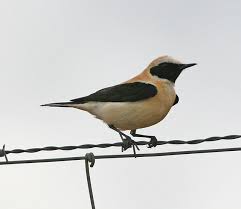 Image result for Oenanthe hispanica