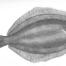 Image result for Microstomus kitt