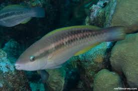 Image result for Scarus taeniopterus