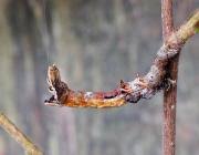 Attēlu rezultāti vaicājumam “Selenia dentaria larva”