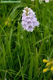 Attēlu rezultāti vaicājumam “Dactylorhiza maculata”