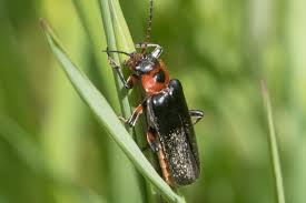 Attēlu rezultāti vaicājumam “Cantharis rustica imago”