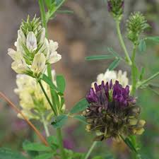 Attēlu rezultāti vaicājumam “Medicago x varia  flower”