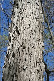 Attēlu rezultāti vaicājumam “Gymnocladus dioicus”