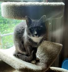 Image result for invisible cat