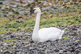 Attēlu rezultāti vaicājumam “Cygnus olor adult”