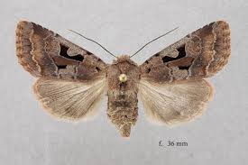 Attēlu rezultāti vaicājumam “Orthosia gothica”