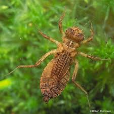 Attēlu rezultāti vaicājumam “Libellula fulva”