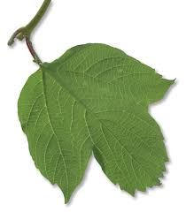 Attēlu rezultāti vaicājumam “Viburnum opulus leaf”