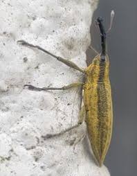 Attēlu rezultāti vaicājumam “Lixus iridis”