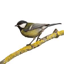 Attēlu rezultāti vaicājumam “Parus major male”