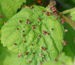 Attēlu rezultāti vaicājumam “Eriophyes tiliae”