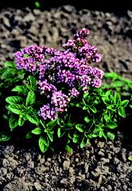 Attēlu rezultāti vaicājumam “Origanum vulgare bud”