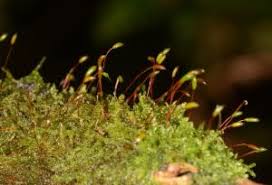 Attēlu rezultāti vaicājumam “Hypnum cupressiforme var. filiforme”