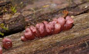 Attēlu rezultāti vaicājumam “Ascocoryne sarcoides”