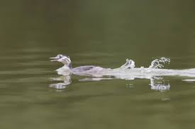 Attēlu rezultāti vaicājumam “Podiceps cristatus juvenile”