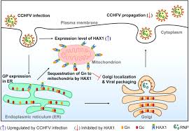 Image result for  g   c O ~