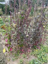 Image result for Atriplex hortensis