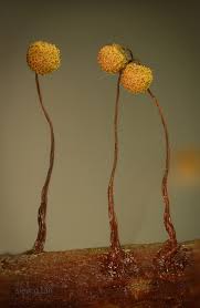 Attēlu rezultāti vaicājumam “Cribraria rubiginosa spores”