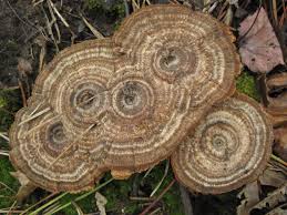 Attēlu rezultāti vaicājumam “Comatricha pulchella macro”