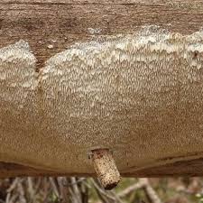 Attēlu rezultāti vaicājumam “Antrodia sinuosa”