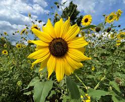Attēlu rezultāti vaicājumam “Helianthus annuus flower”