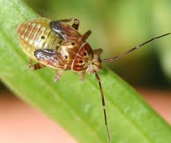 Attēlu rezultāti vaicājumam “Lygus nymph”