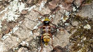 Attēlu rezultāti vaicājumam “Plagionotus detritus”