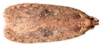 Attēlu rezultāti vaicājumam “Agonopterix ciliella”