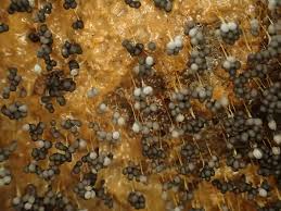 Attēlu rezultāti vaicājumam “Badhamia sp.”