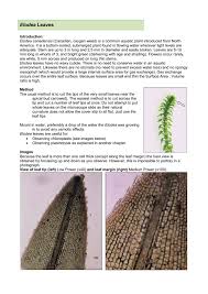 Attēlu rezultāti vaicājumam “Elodea canadensis leaf”