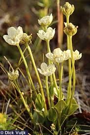Attēlu rezultāti vaicājumam “Parnassia palustris leaf”