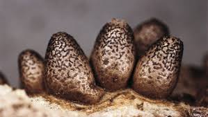 Attēlu rezultāti vaicājumam “Lycogala conicum macro”