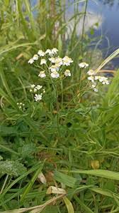 Attēlu rezultāti vaicājumam “Achillea salicifolia flower”