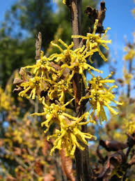 Attēlu rezultāti vaicājumam “Hamamelis vernalis leaf”