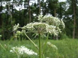 Attēlu rezultāti vaicājumam “Peucedanum palustre leaf”