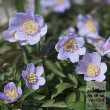 Attēlu rezultāti vaicājumam “Anemone nemorosa”