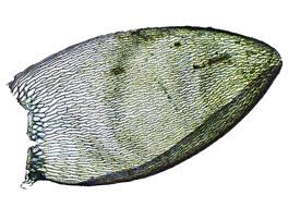 Attēlu rezultāti vaicājumam “Sphagnum platyphyllum”