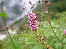 Attēlu rezultāti vaicājumam “Bistorta vivipara flower”