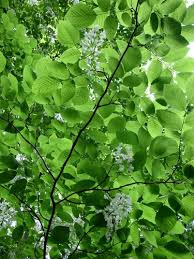 Attēlu rezultāti vaicājumam “Cladrastis kentukea leaf”