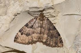 Attēlu rezultāti vaicājumam “Triphosa dubitata”