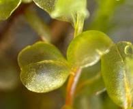 Attēlu rezultāti vaicājumam “Mnium stellare”