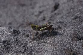 Attēlu rezultāti vaicājumam “Myrmeleotettix maculatus”