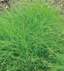 Attēlu rezultāti vaicājumam “Carex x bakkeriana”