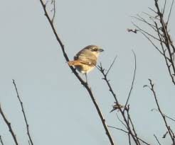 Image result for Lanius isabellinus